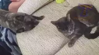 سيارة القط الأحمر ليست ساذجة بما يكفي لطلب اللسان، حتى لو كانت وحدها في المنزل سيارة القط الأحمر ليست ساذجة بما يكفي لطلب اللسان، حتى لو كانت وحدها في المنزل